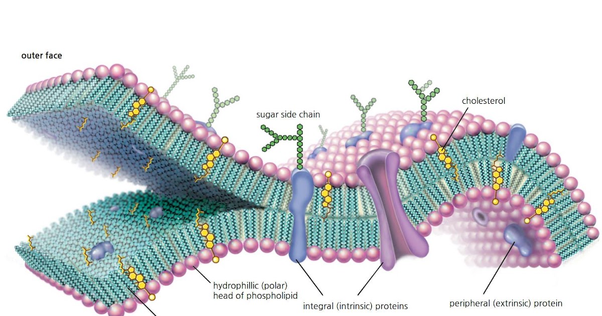 Simple Labeled Cell Membrane Diagram Diagram Media