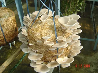 Image result for mushroom crop