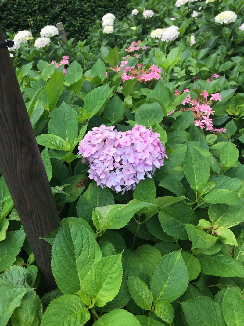 上 紫陽花 ハート 待ち受け 紫陽花 ハート 待ち受け