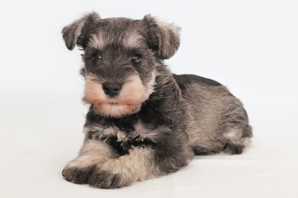 Jpsipokerqlax 最も人気のある かわいい 子犬 ミニチュア シュナウザー