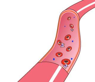 綺麗な血管 イラスト 無料 ただのディズニー画像