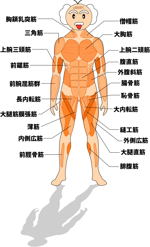 Ngagolak イラスト 腕 筋肉 名称