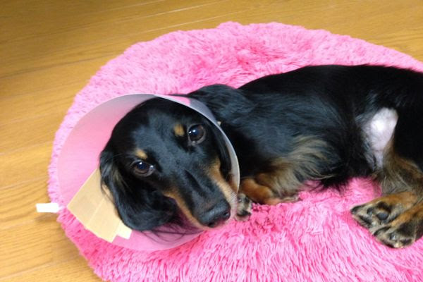 0以上 犬 エリザベスカラー 手作り タオル 犬 エリザベスカラー 手作り タオル Kluyurangajian