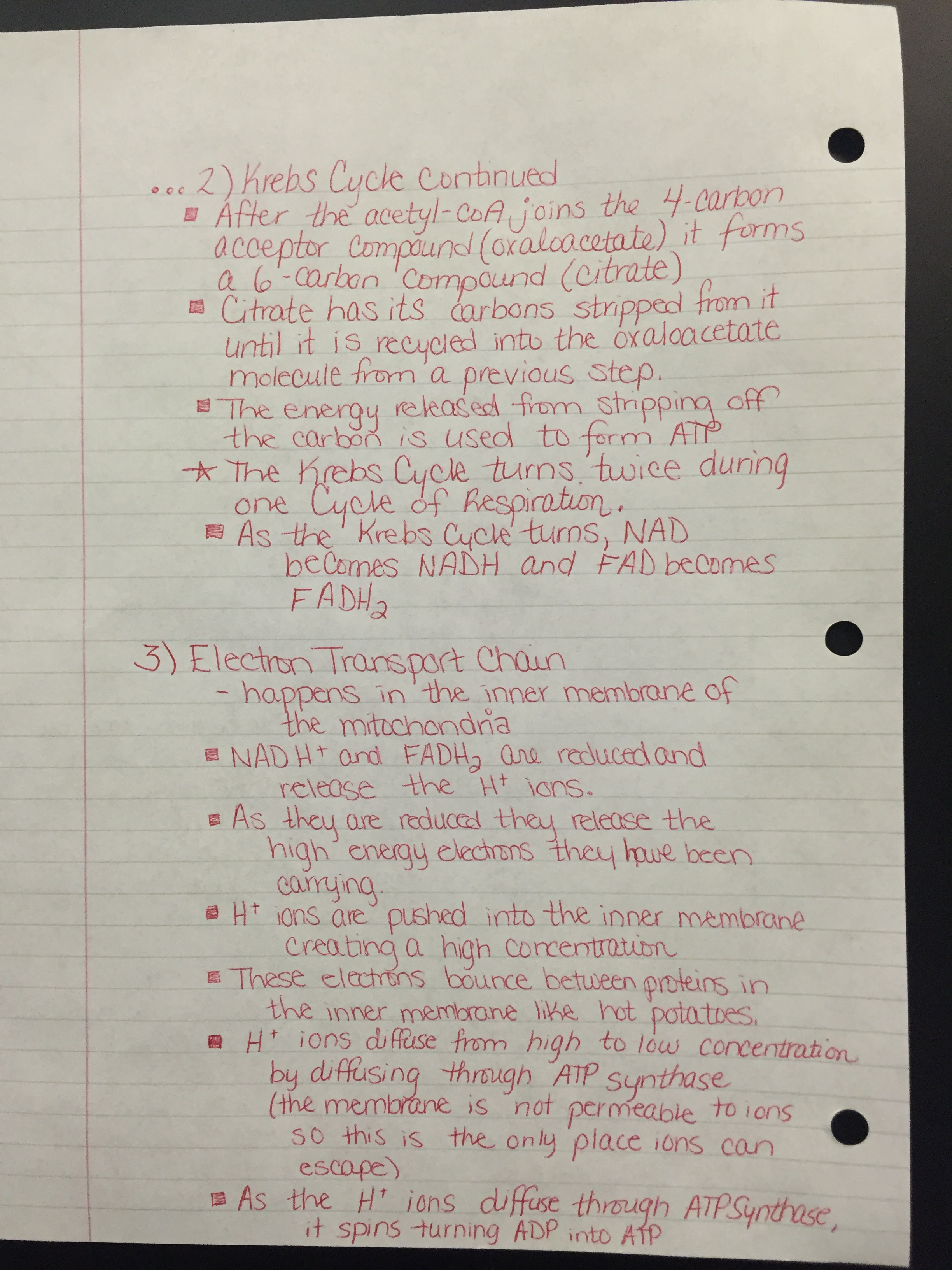 Photosynthesis and cellular respiration worksheets answer key. Cells Sths Honors Biology Fall