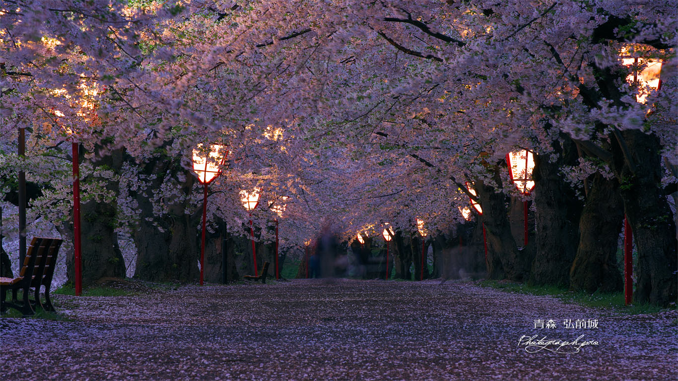 最高桜 壁紙 Pc すべての美しい花の画像
