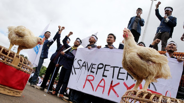 Ayam potong atau ayam broiler sudah bisa anda panen jika berat dagingnya sudah mencapai sekitar 2 kg. Harga Ayam Broiler Hari Ini Ardhi Borneo Gemilang