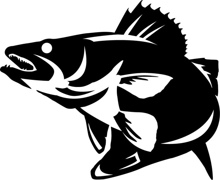 Download Walleye Vector Art Art Gallery