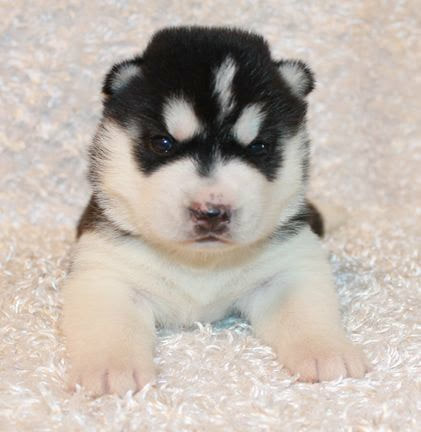 Puppies husky shared a link to the group: 7 Stages Of Puppy Development