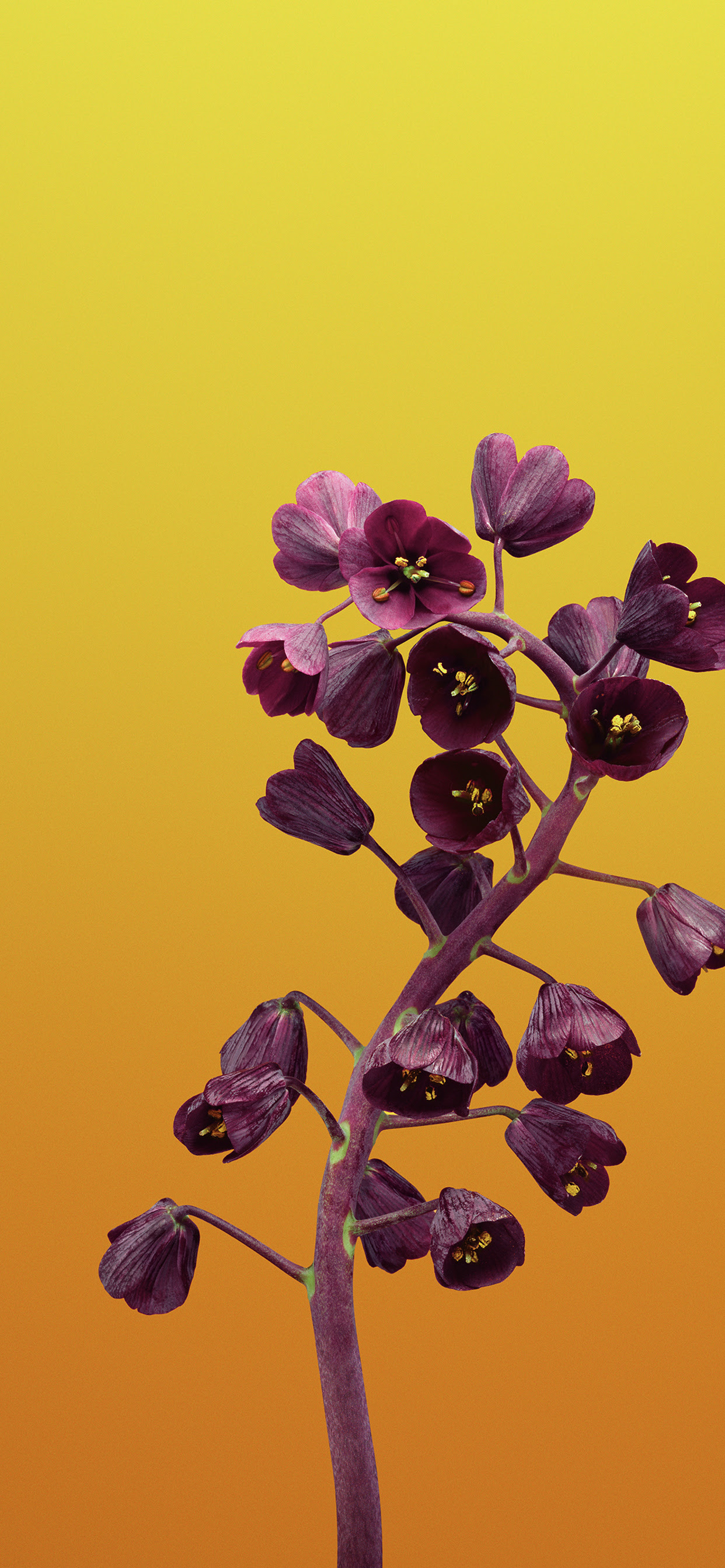4k Wallpaper Iphone Xs Wallpaper 4k Download For Android
