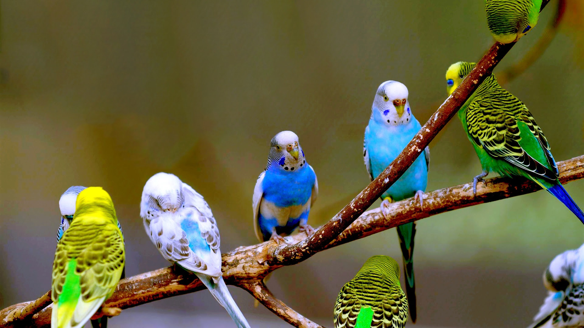 最高デスクトップ 壁紙 インコ 最高の壁紙コレクション