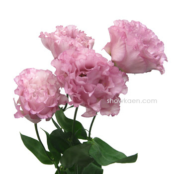 ラブリートルコ キキョウ セレブ ピンク 最高の花の画像
