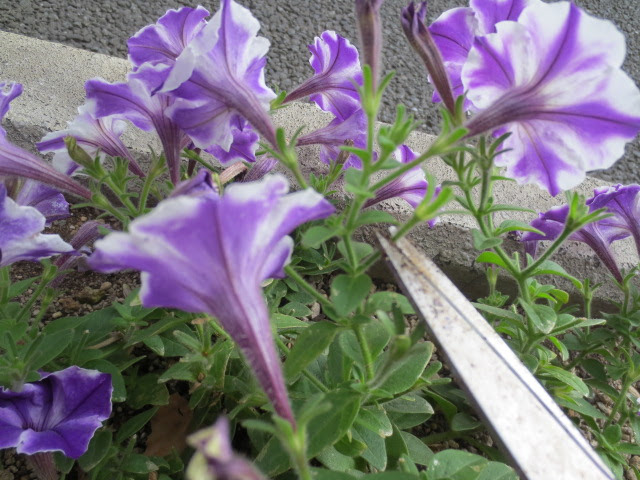 美しい花の画像 ラブリーペチュニア 花 がら 摘み