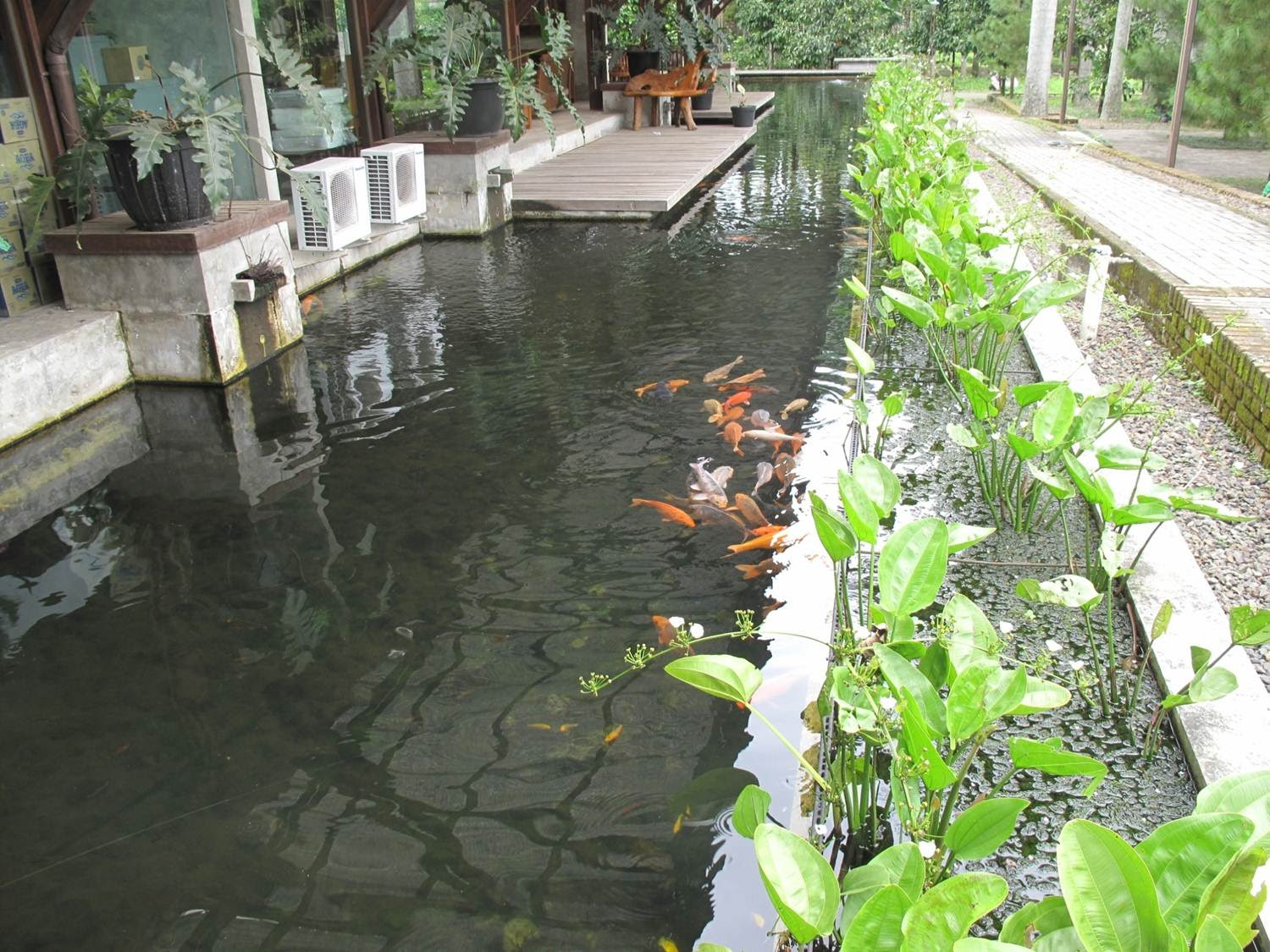 Kolam Ikan Nila Di Belakang Rumah InfoAkuakulturcom