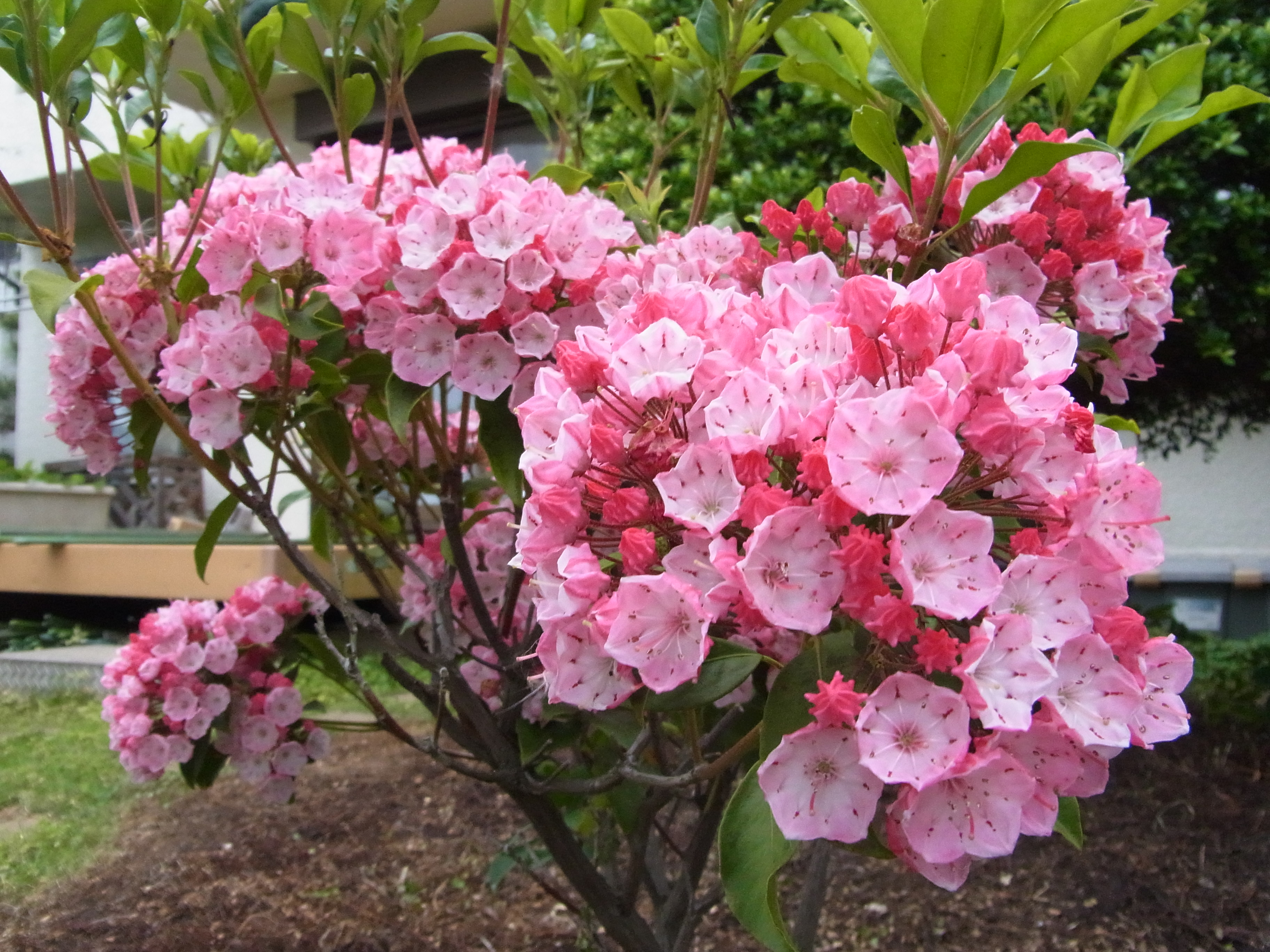 すべての美しい花の画像 50 素晴らしい花 カルミア