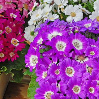 すべての花の画像 無料ダウンロードサイネリア 花