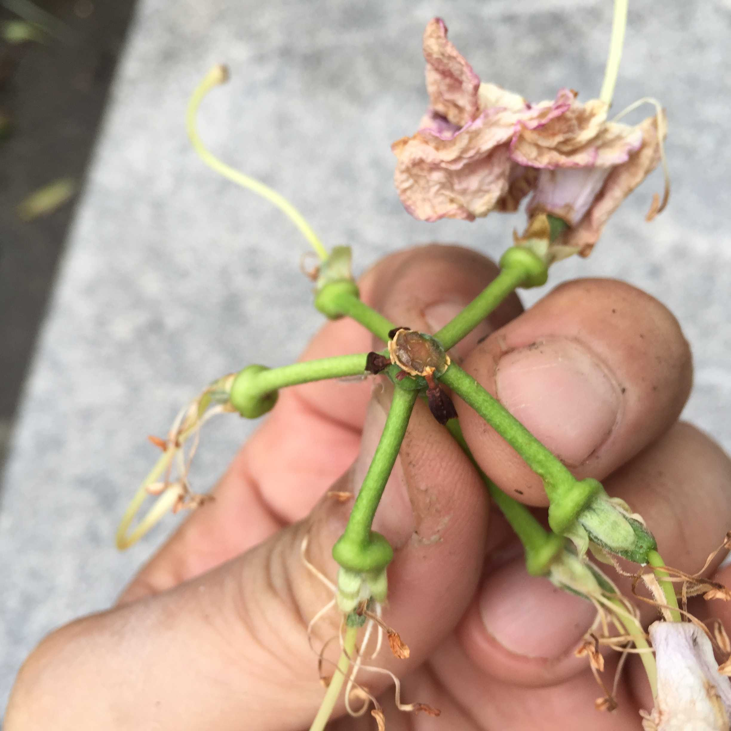 ラブリー花 がら 摘み 最高の花の画像