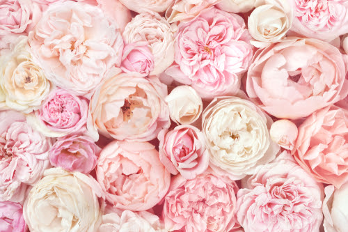 100 Epic Best待ち受け 画像 花 すべての美しい花の画像