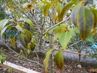 ソヨゴ 新芽や葉の先が黒くなる apo