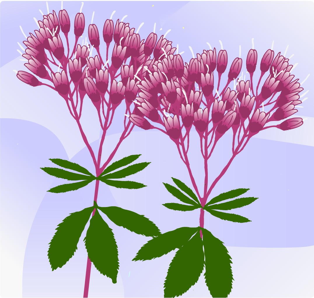Jospictjapzit ベスト 花 秋 イラスト おしゃれ おしゃれ 秋 花 イラスト
