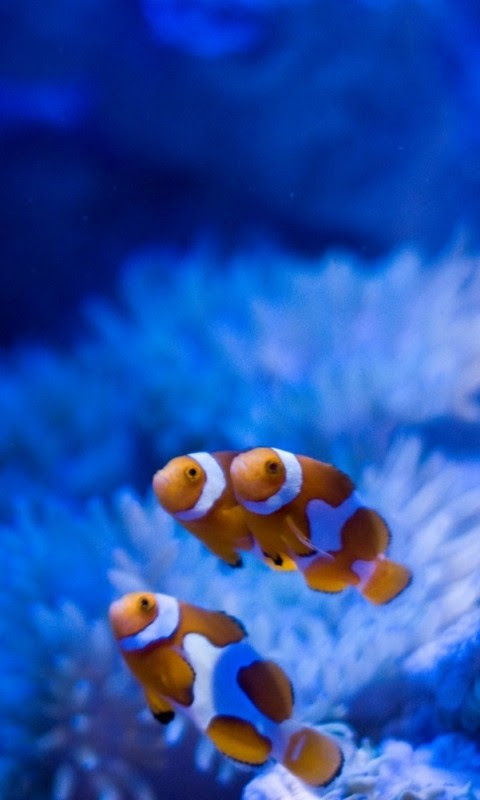 0以上 深海魚壁紙 Kabekinjoss