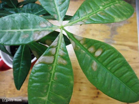 美しい花の画像 ラブリーパキラ 葉っぱ 白い