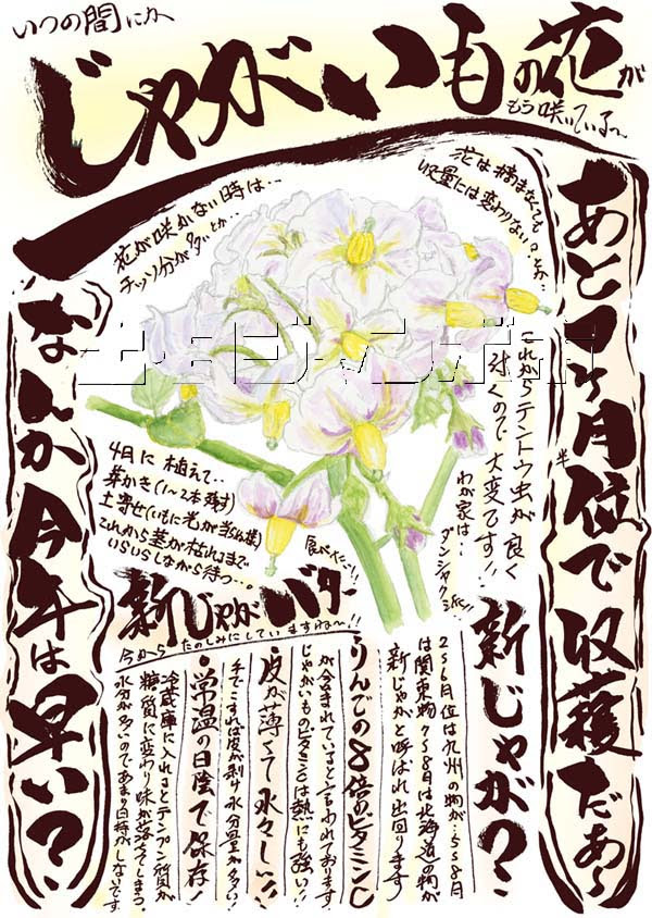 人気ダウンロード じゃがいも 花 咲かない じゃがいも 花 咲かない