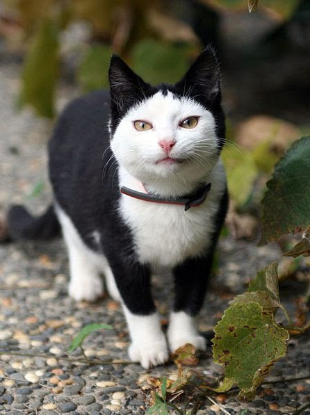 これまでで最高の雑種 猫 かわいい 全イラスト集
