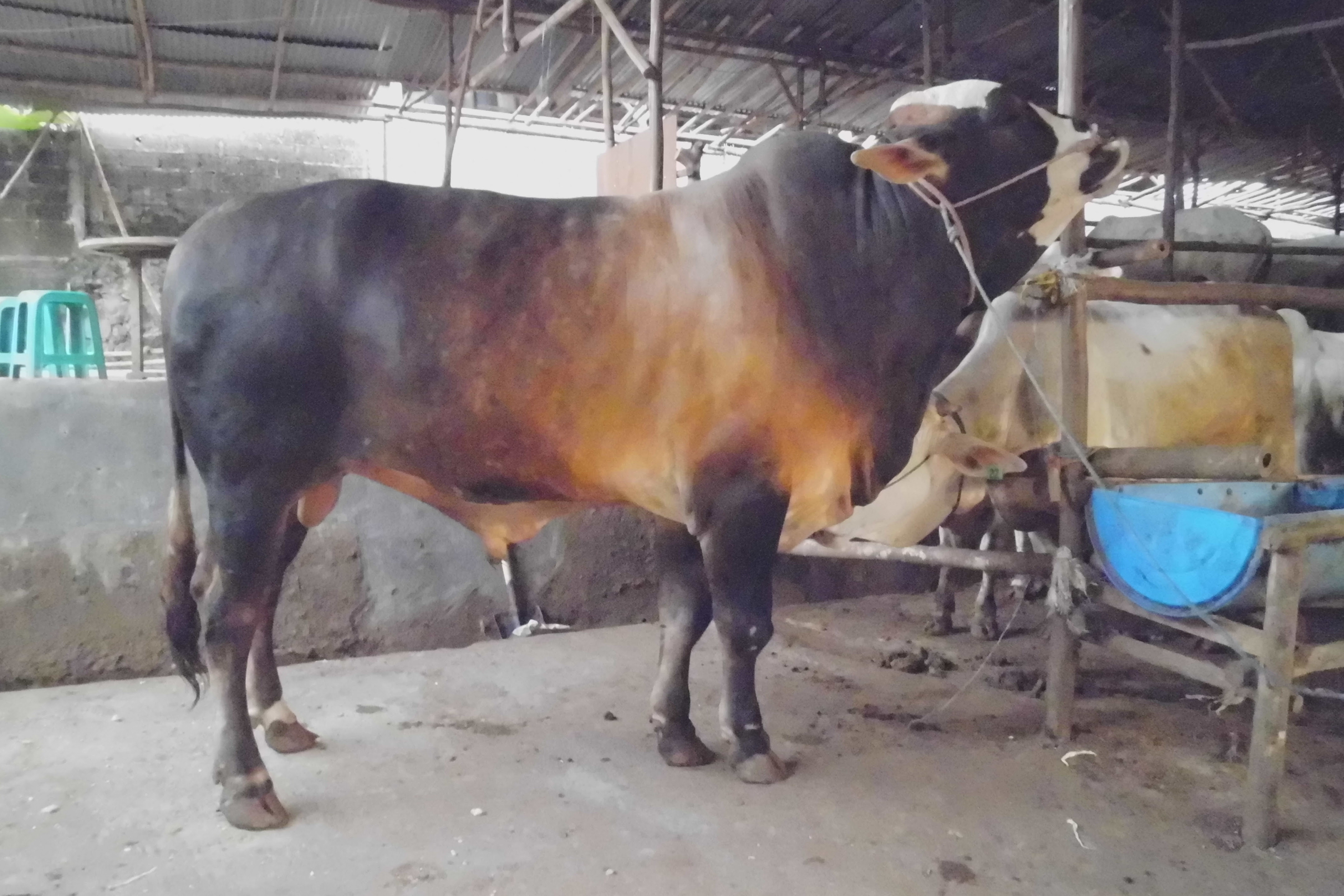 Koleksi Foto Lucu Sapi Qurban Terlengkap | Top Gambar