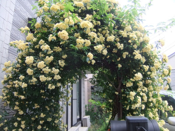 すべての花の画像 75 モッコウバラ 白 咲かない