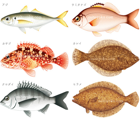 75 ヒラメ カレイ イラスト 魚のすべて