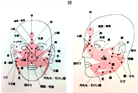 新鮮な顔 部位 名称 医学 最高のぬりえ