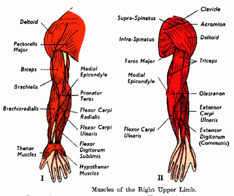 Muscle Names - Major muscles of the body, with their COMMON names and