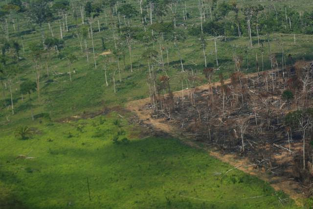 ONG internacional denuncia Bolsonaro em Haia por destruição da Amazônia