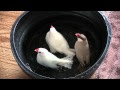 Iphone 文鳥 壁紙 の最高のコレクション 最高の花の画像