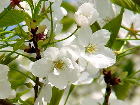 すべての美しい花の画像 上桜 白い
