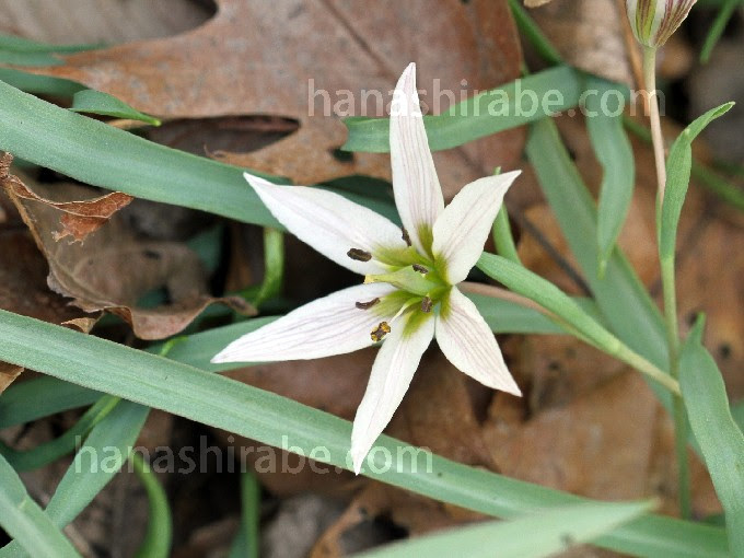 最新 アマナ 花 言葉 100 で最高の画像