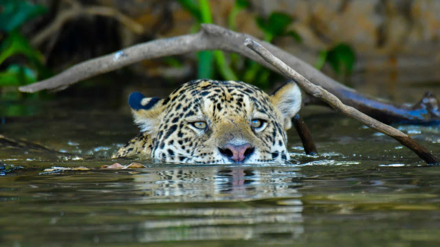 Morte de onças envenenadas no Pantanal leva PF a indiciar três suspeitos