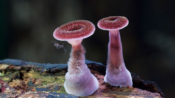 photos of mushrooms