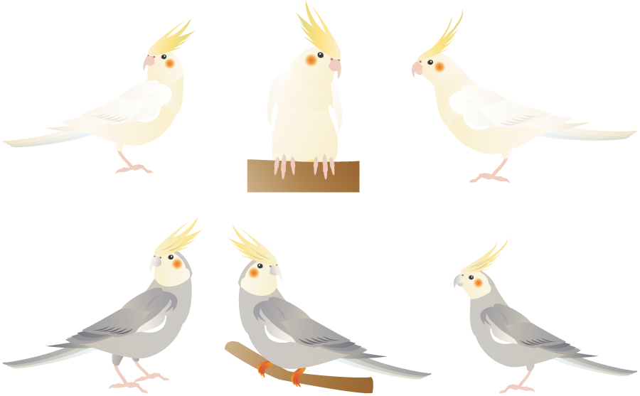 最高のコレクション オカメインコ イラスト 白黒 1073 オカメインコ イラスト 白黒