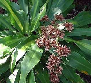 ラブリードラセナ 花 最高の花の画像