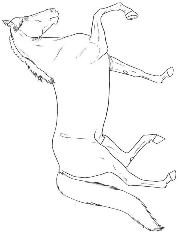 Kids N Fun Com Coloring Page Horse Breeds Morgan Top 13 things you didn't know about the morgan horse the morgan horse is one of the first breeds that was developed in the united states.