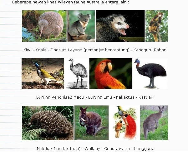  Contoh  Gambar Fauna Asiatis  Contoh  Muse