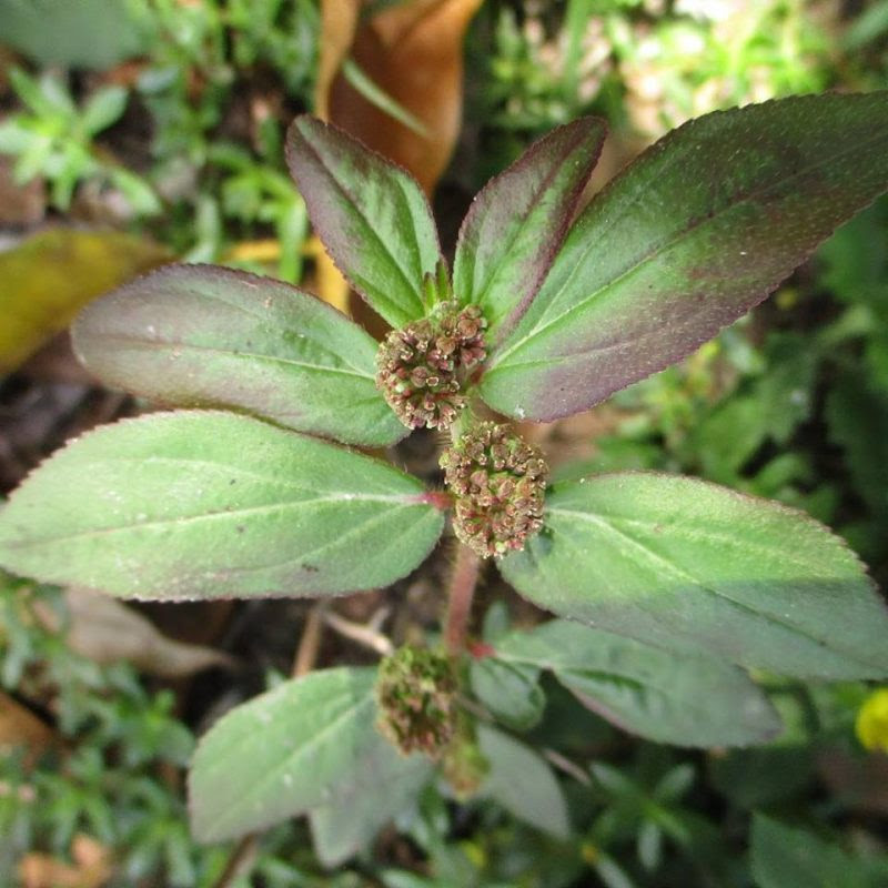 Ubat Gout Pokok - Pijat Lus