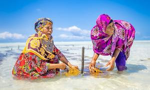 Estas mujeres cosechan algas en Tanzania como parte de un proyecto de agriculttura ecológica.