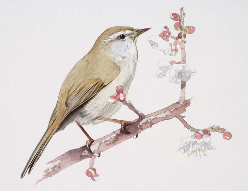 美しい花の画像 無料印刷可能簡単 鳥 イラスト リアル