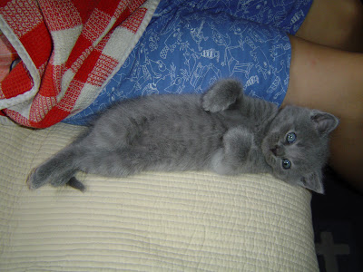 √ Télécharger l'image bebe chat gris yeux bleus 496620-Bebe chaton gris yeux bleu