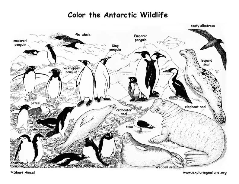 Download pets and wild animals coloring sheets. Free Antarctic Animals Coloring Pages Download Free Antarctic Animals Coloring Pages Png Images Free Cliparts On Clipart Library