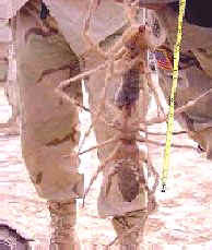 Still, if you're bit by a jumping spider, see your doctor and bring the specimen that bit you if you can. Camel Spiders