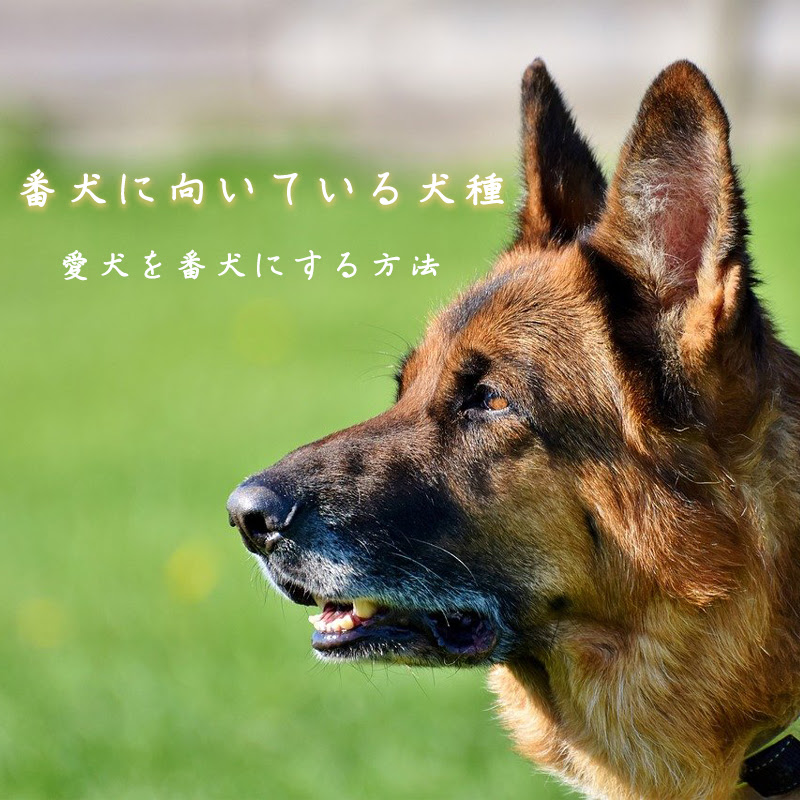 マリノア 犬 事故 マリノア 犬 事故 Jpsaepict3pjl