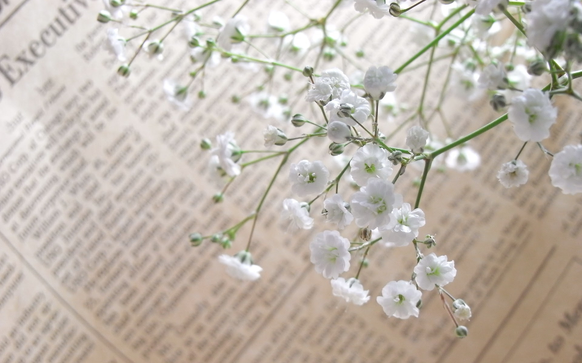 最も人気のある かすみ 草 壁紙 無料のhd壁紙のダウンロード